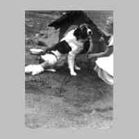 006-0011 Hofhund Nero auf dem Anwesen Ruthke.jpg